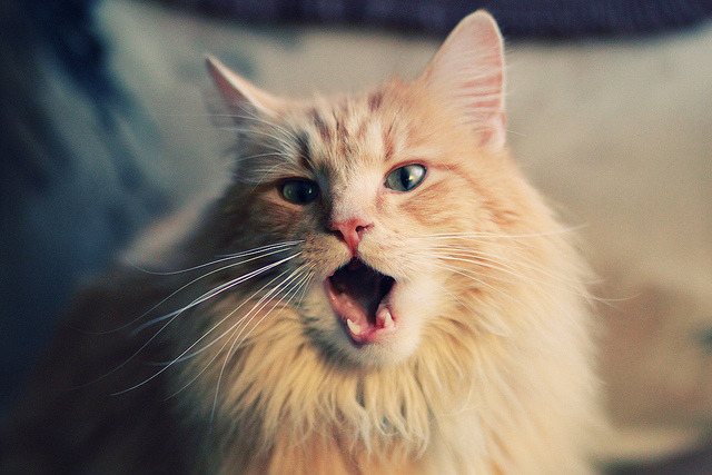 职业球员商业化影响竞技重心，商业化对现代足球运动发展的影响